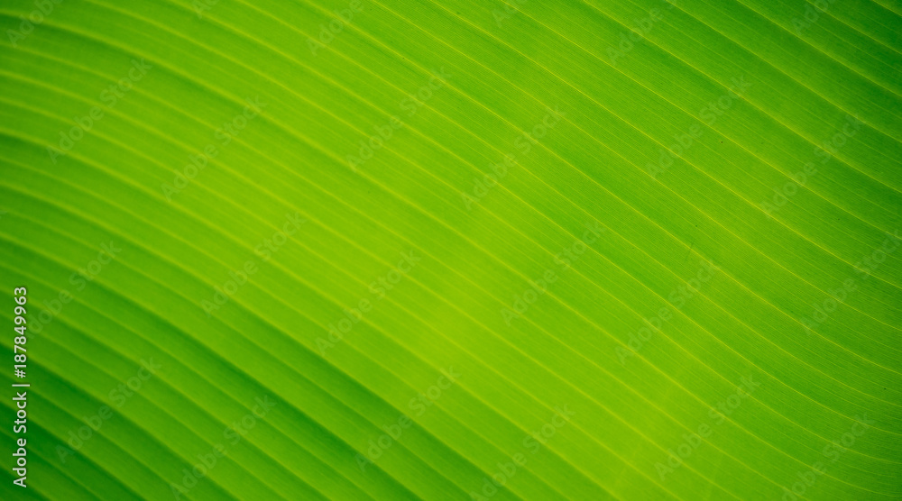 banana leaf. green leave. Green leaf background. Abstract background banana leaf. green leave. Green leaf background. Abstract background