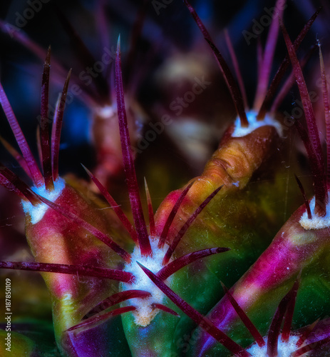 Fine art still life colorful floral macro portrait of a fero cactus with purple spikes on natural blurred background photo