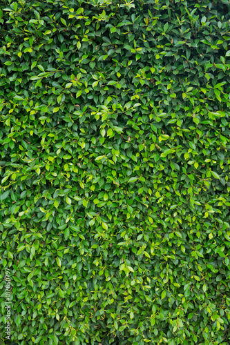 Green leaves natural background wallpaper . leaf texture. green leaves wall background