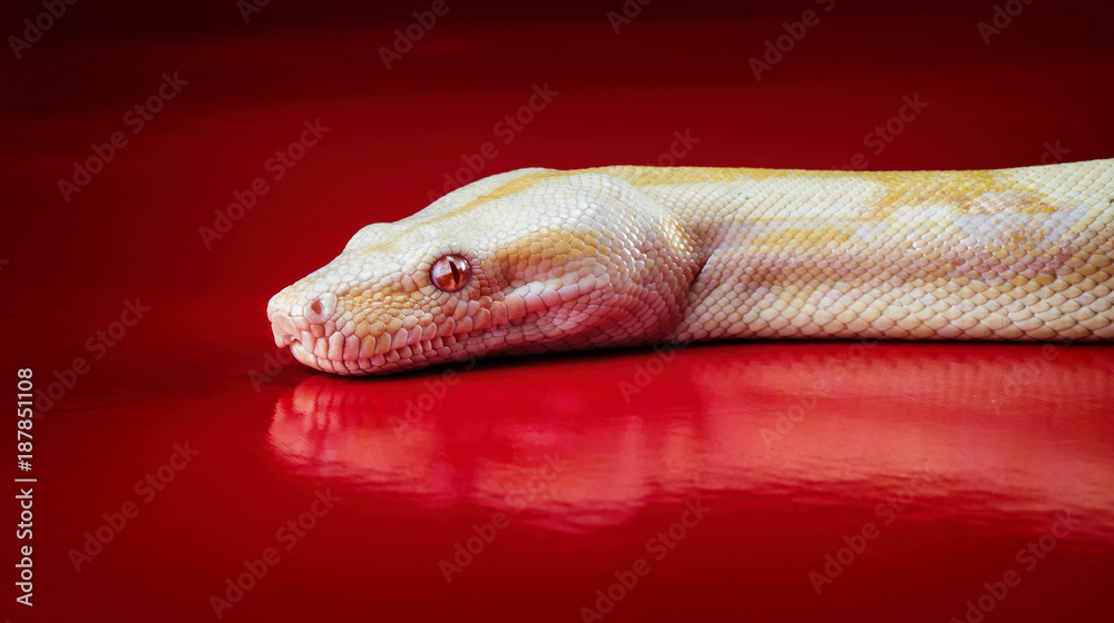 Fototapeta premium PYTHON REGIUS "ALBINOS HIGH CONTRAST" PYTHON ROYAL