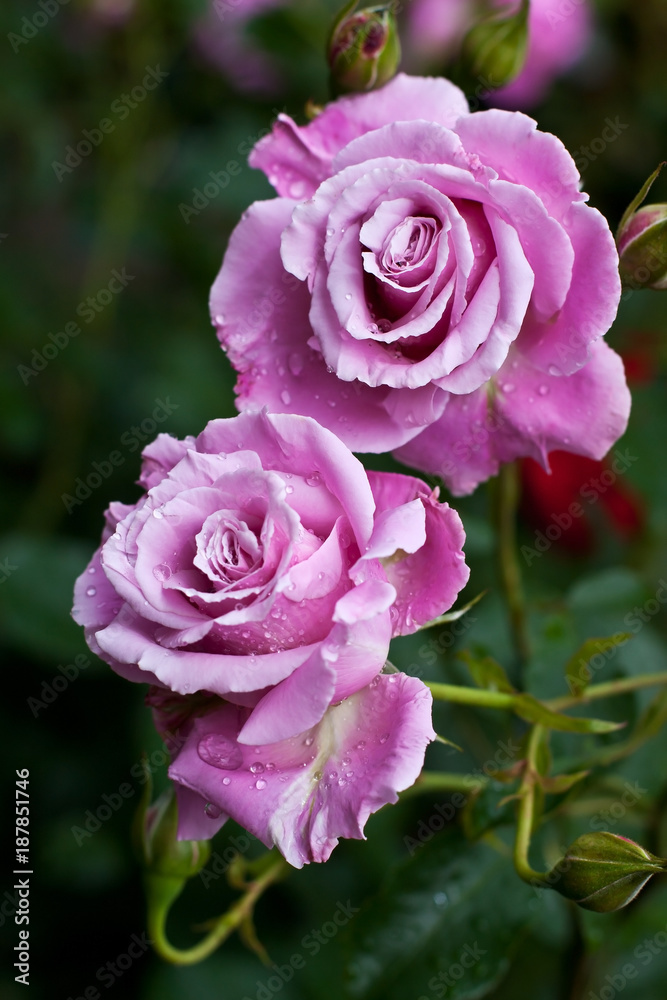 Fresh blooming roses in the summer garden