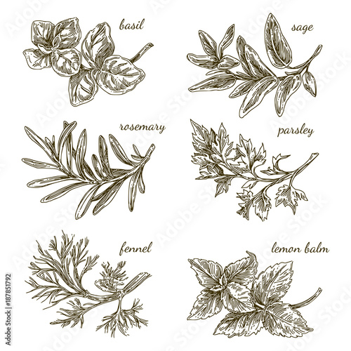 Set of herbs for kitchen. Basil, sage, rosemary, parsley, fennel, lemon balm. Engraving style. Vector illustration.