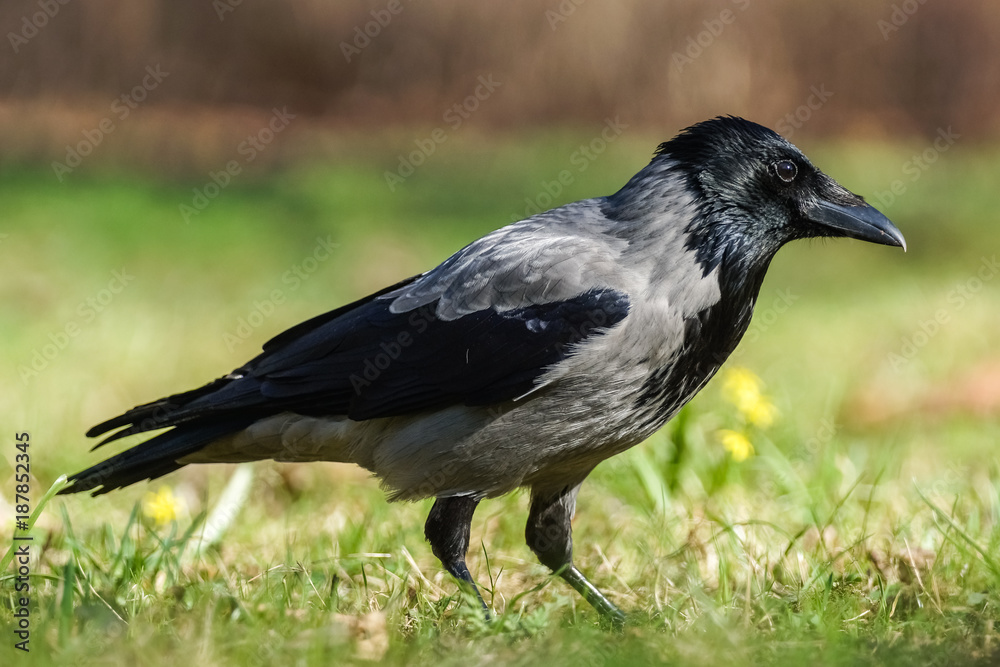 Hooded Crow (Corvus Corone).