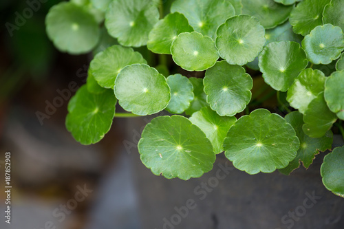 Centella asiatica In the garden