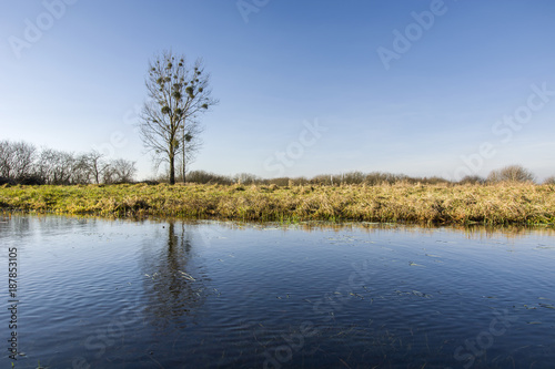 Tree without leaves, water and meadow