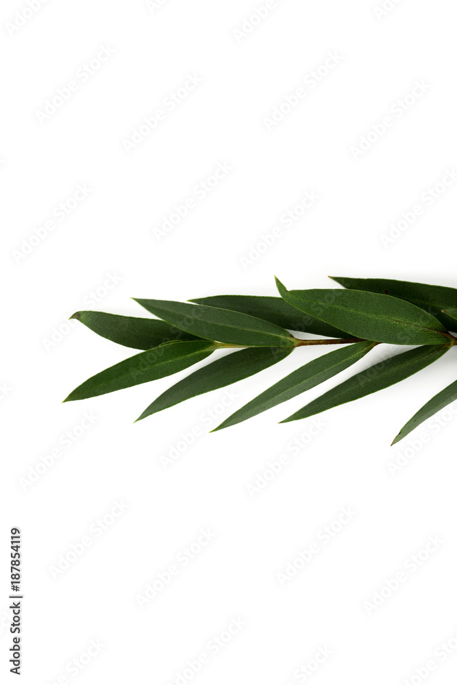 twig with green leaves isolated on white