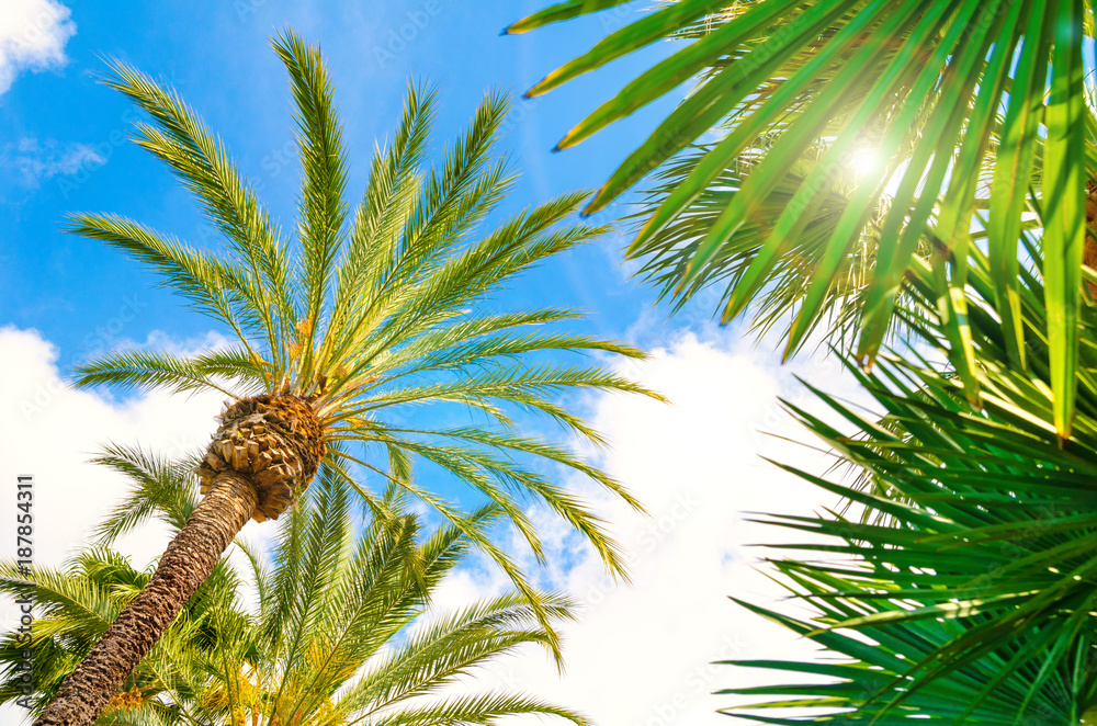 Fototapeta premium palm tree