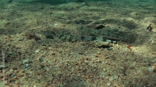 Two Slender Lizardfish (Saurida gracilis) on sandy bottom, Red sea, Dahab, Sinai Peninsula, Egypt  
 photo