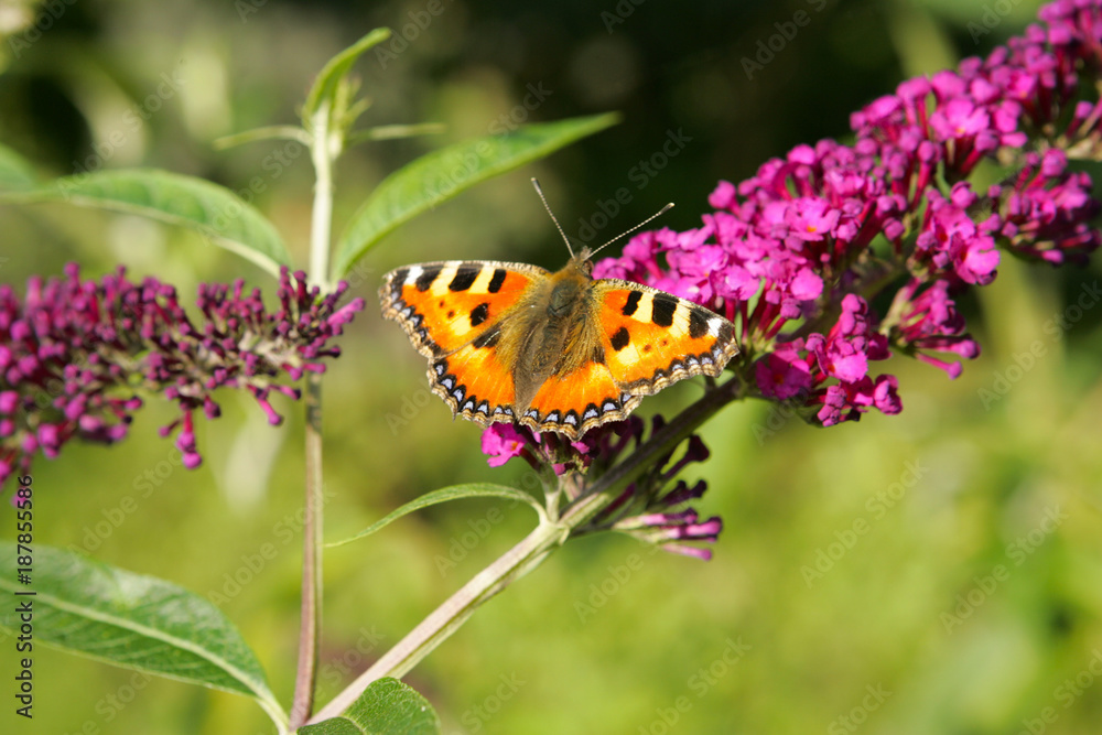 Obraz premium Butterfly on the branch.