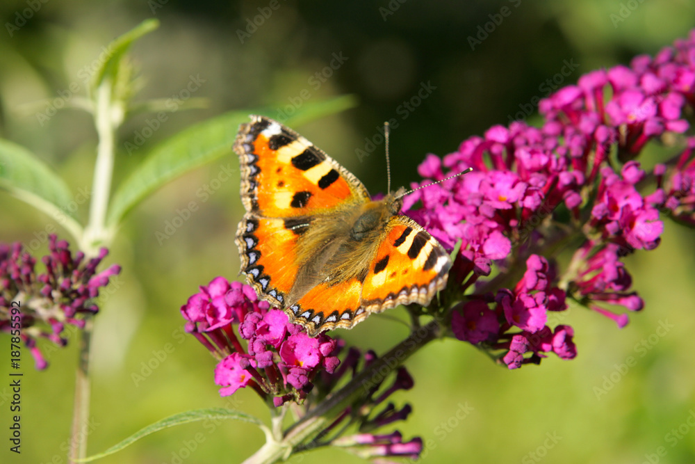 butterfly background. Butterfly on the branch. Real nature