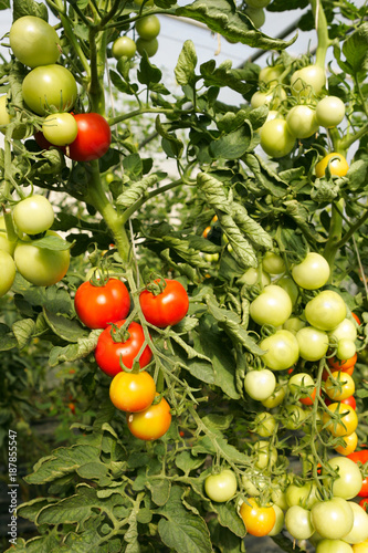Ecological cultivated tomatoes on plantation.