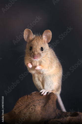Mouse is standing on two legs, posing
