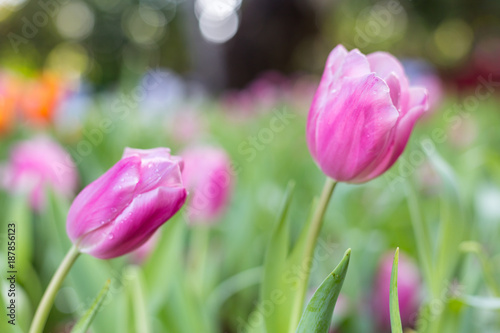 Flower tulips background. bokeh nature