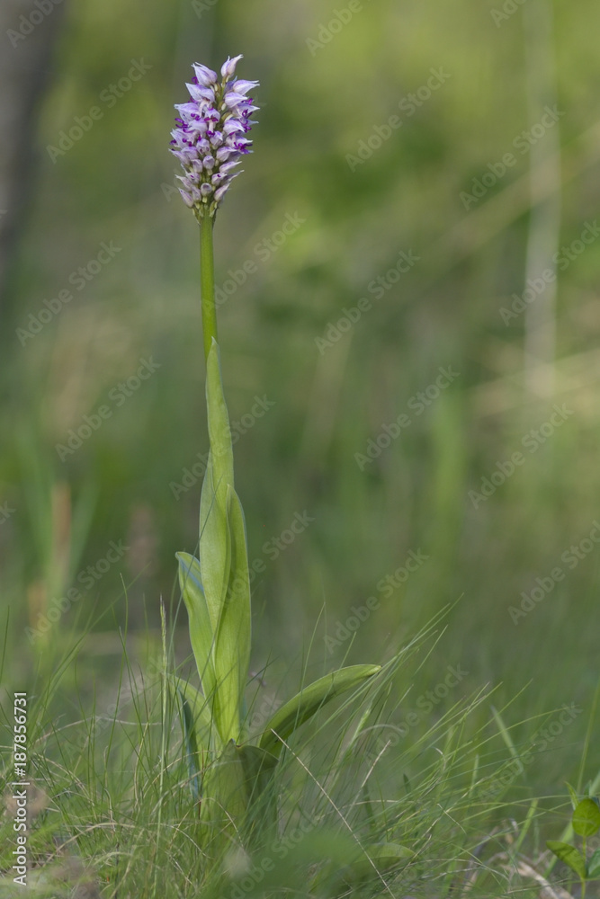 Monkey Orchid (Orchis simia), wild flowers from Dobruja