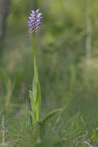 Monkey Orchid (Orchis simia), wild flowers from Dobruja