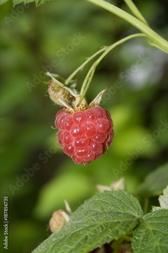 Red raspberry fruit