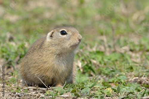 European Ground Squirrel or Souslik in Springtime © Iliuta