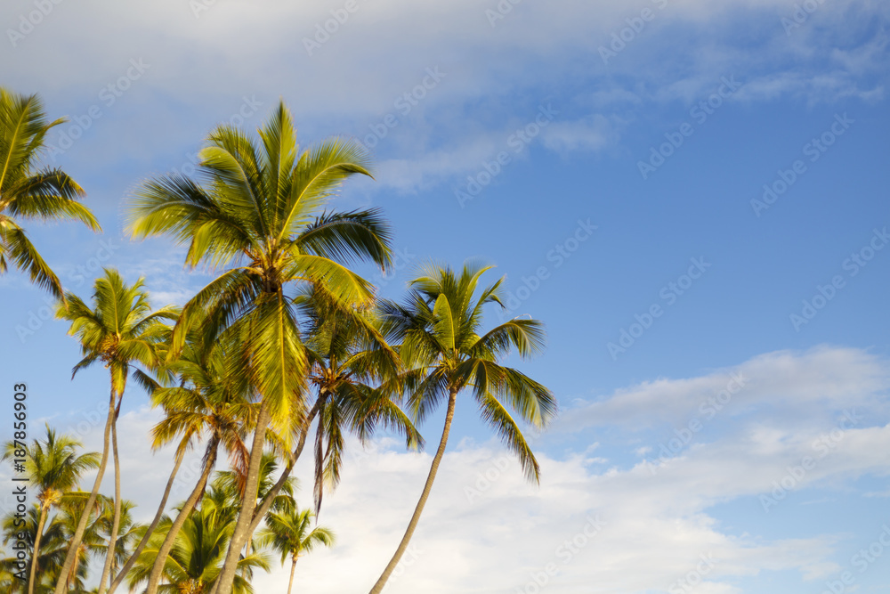 Bavaro beach in Dominicana Republic in Punta Cana region Bavaro beach in Dominicana Republic in Punta Cana region