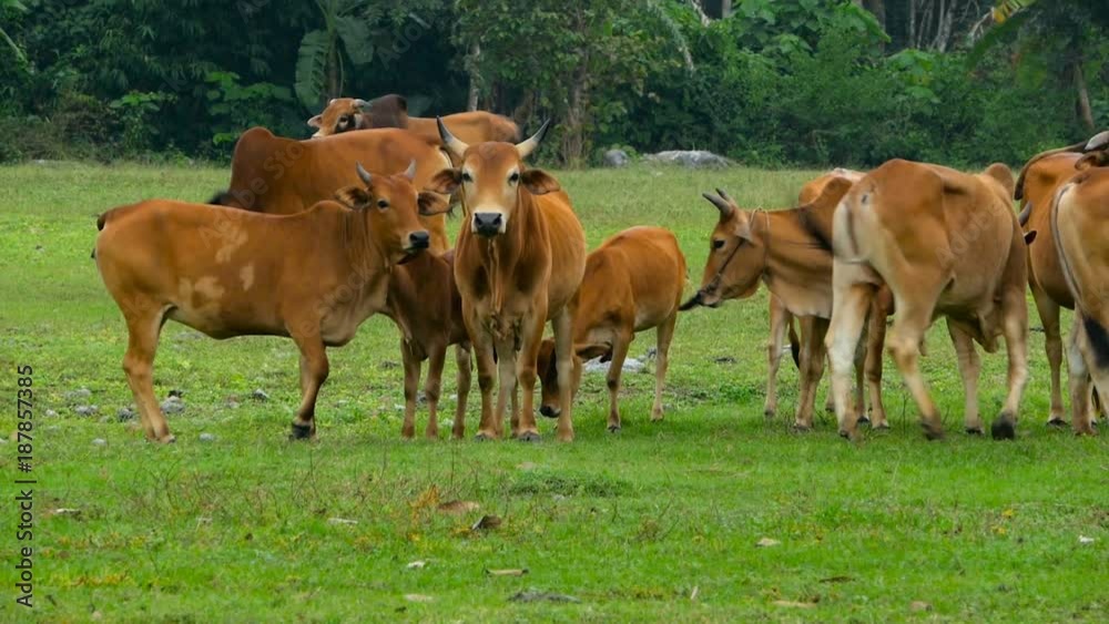 Close-up of cows feed on a beautiful green pasture in spring. Close-up of cows feed on a beautiful green pasture in spring.