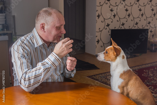 Mature man having conversation with basenji dog sitting at the table. photo