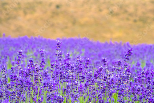 Depth of field shot of beatiful lavender in the farm  New Zealand