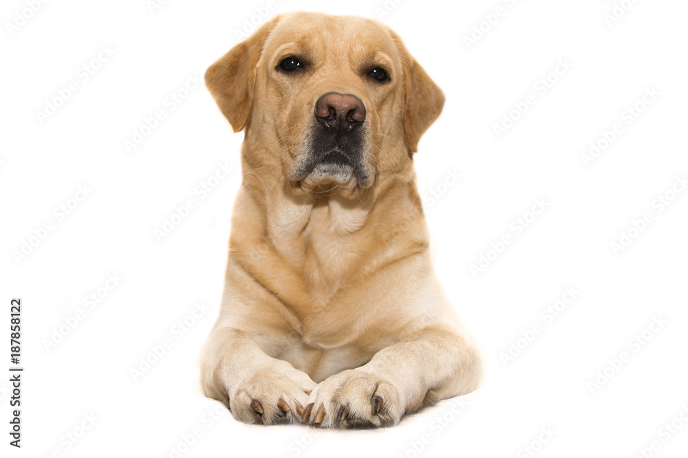 .dog breed labrador on isolated background