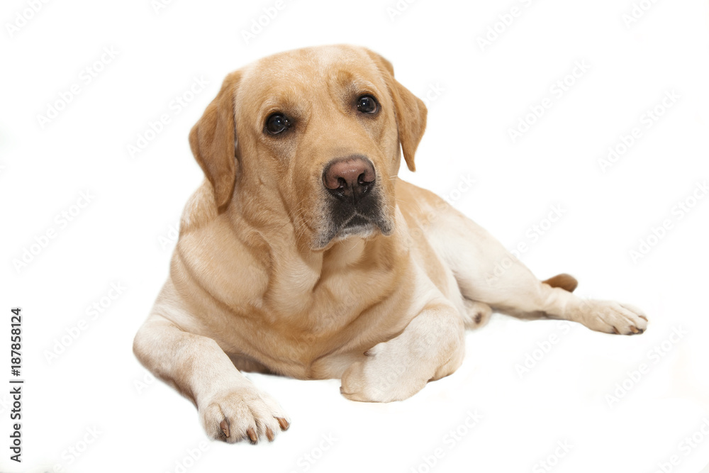 cute dog breed labrador isolated