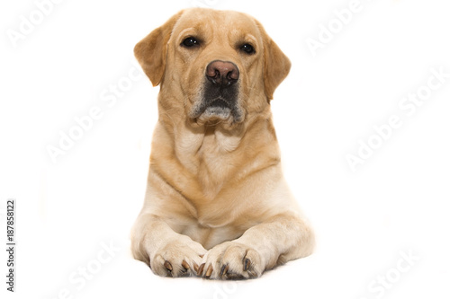 .dog breed labrador on isolated background