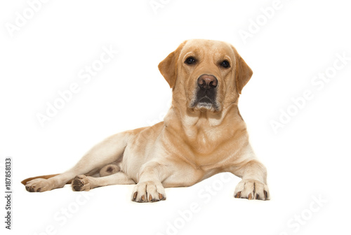 Labrador on isolated background