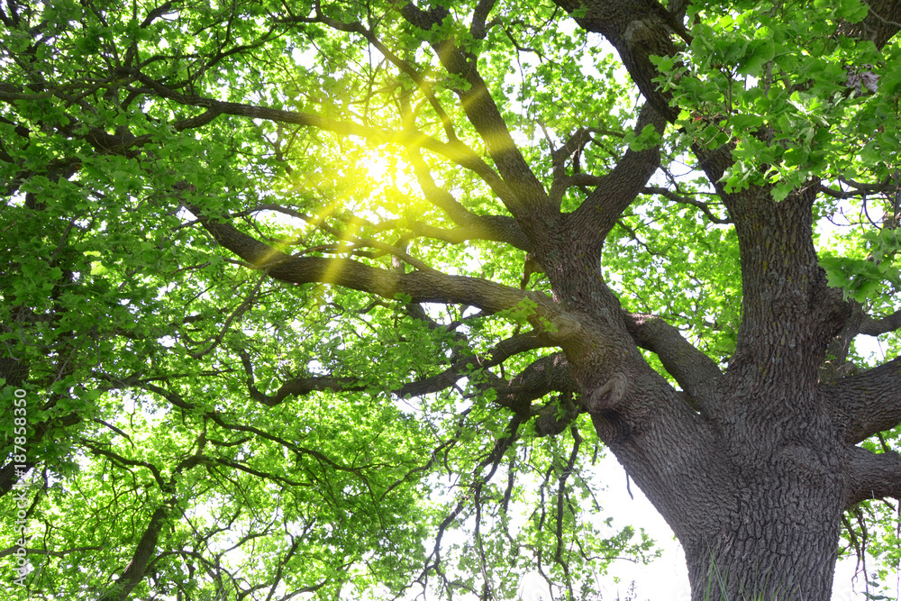 Fototapeta premium Explosion of light breaking through the oak leaves 