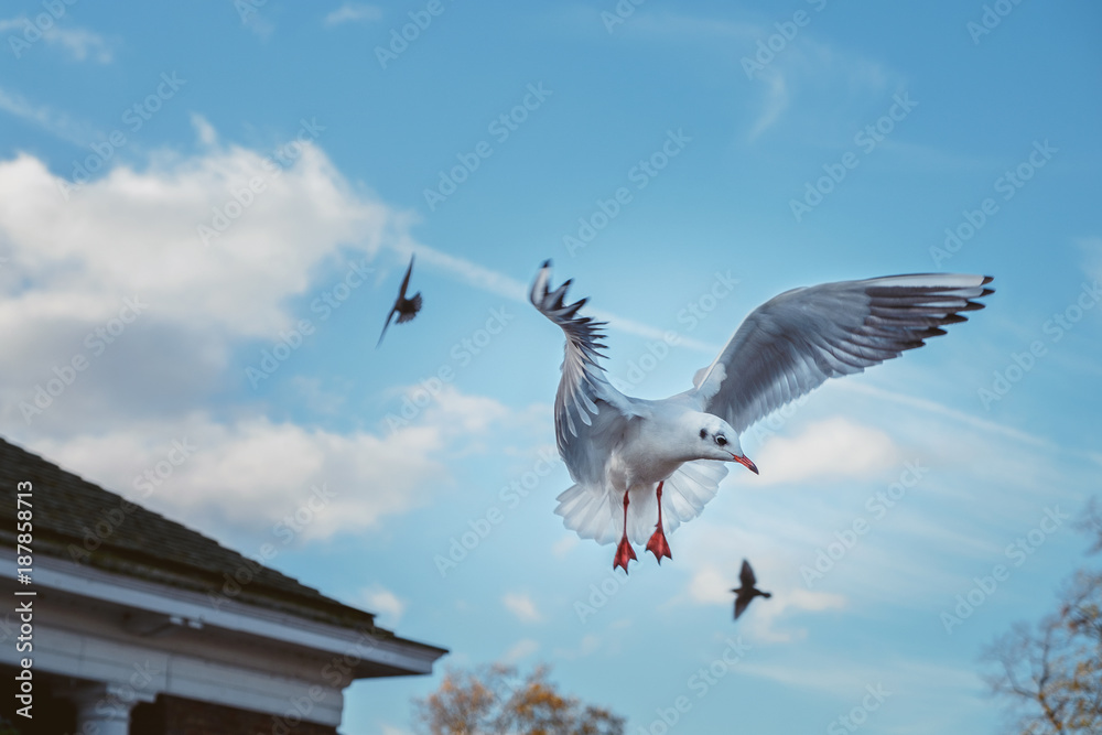 The seagull flies its wings in the park of London The seagull flies its wings in the park of London