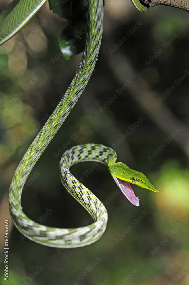 Fototapeta premium Baumschnueffler (Ahaetulla nasuta) - Green vine snake / Sri Lanka