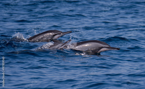 Dolphins off the coast of Oman 