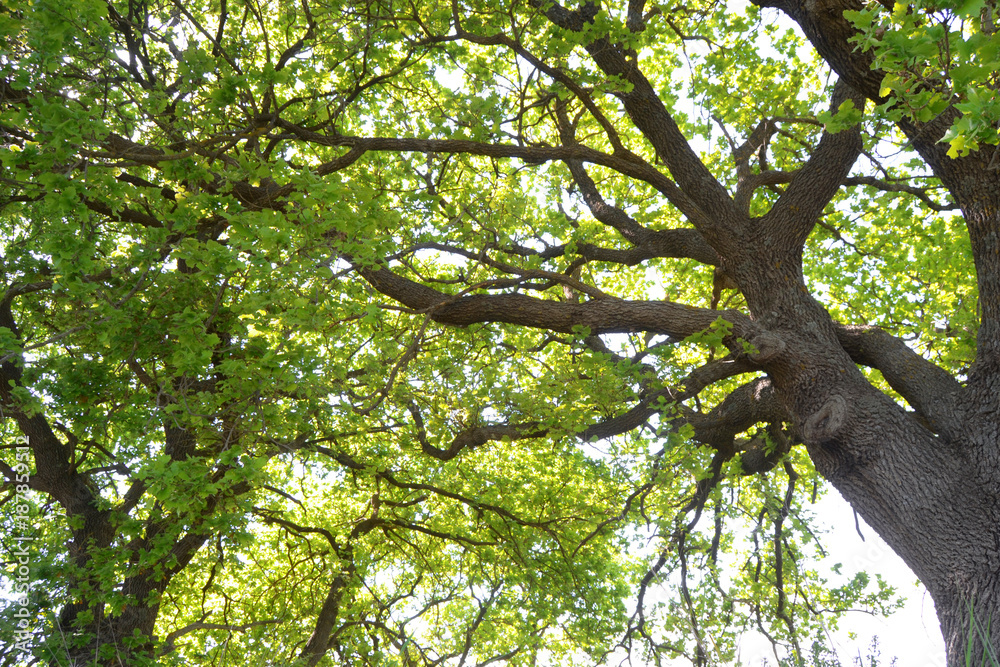 Oak tree Oak tree