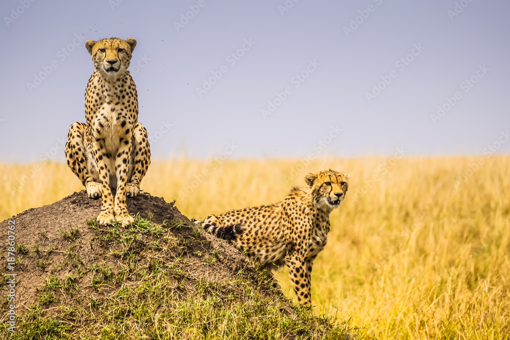 Obraz premium Cheetahs on the Hunt