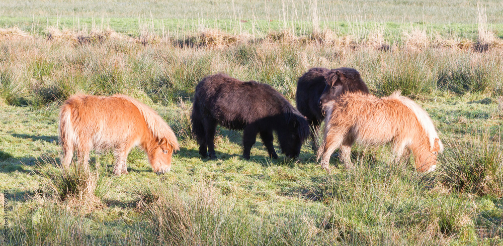 Shetlandpony in the Netherlands Shetlandpony in the Netherlands
