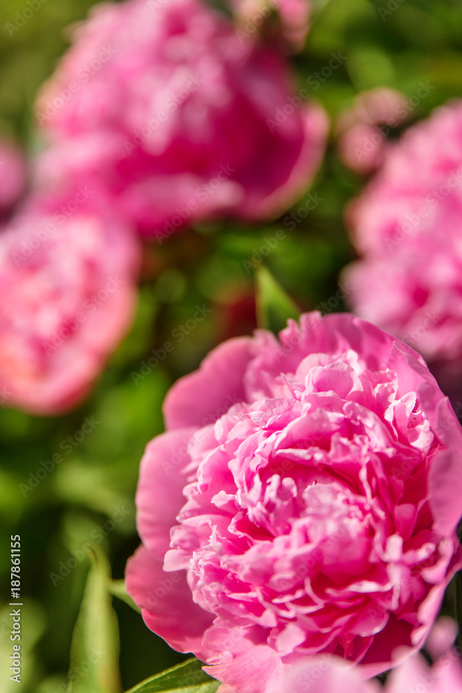 Obraz premium Viele rosa Pfingstrosen am Strauch, Blüten der Paeonia