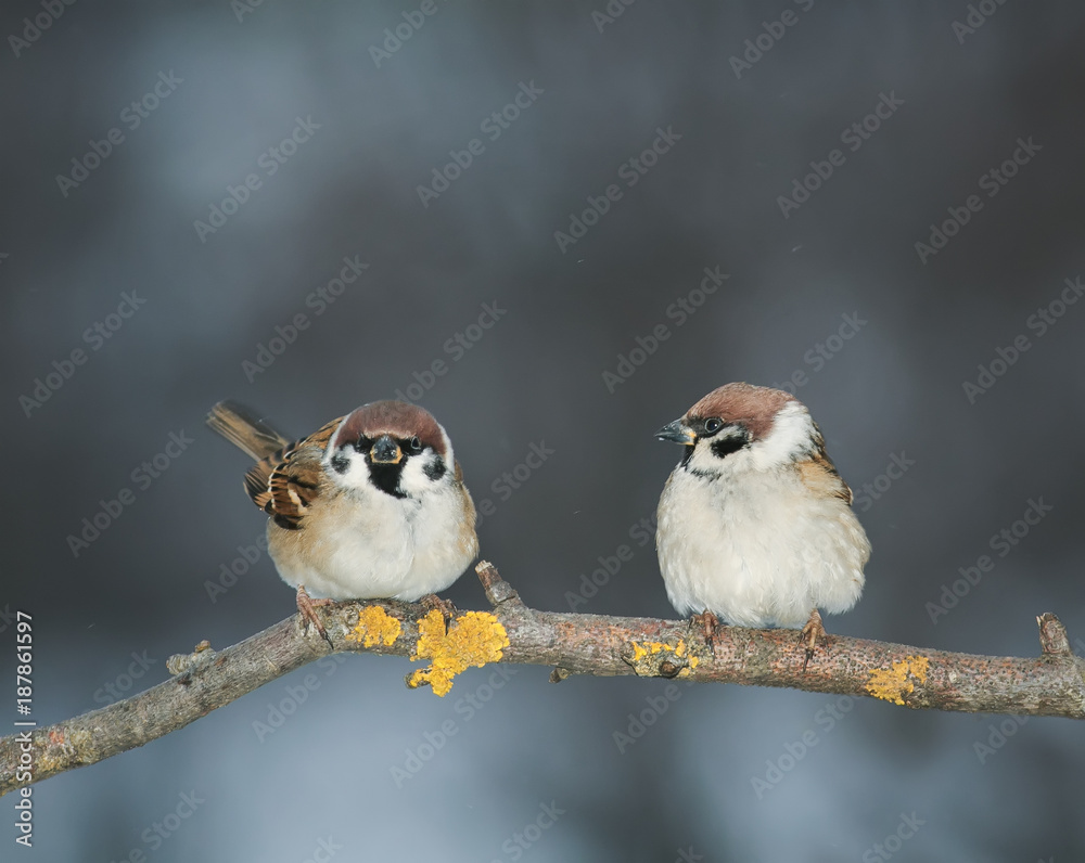 Naklejka para miłośników ptaków siedzących na gałęzi w ogrodzie