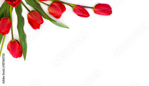 Beautiful red tulips on white background with space for text. Top view, flat lay.