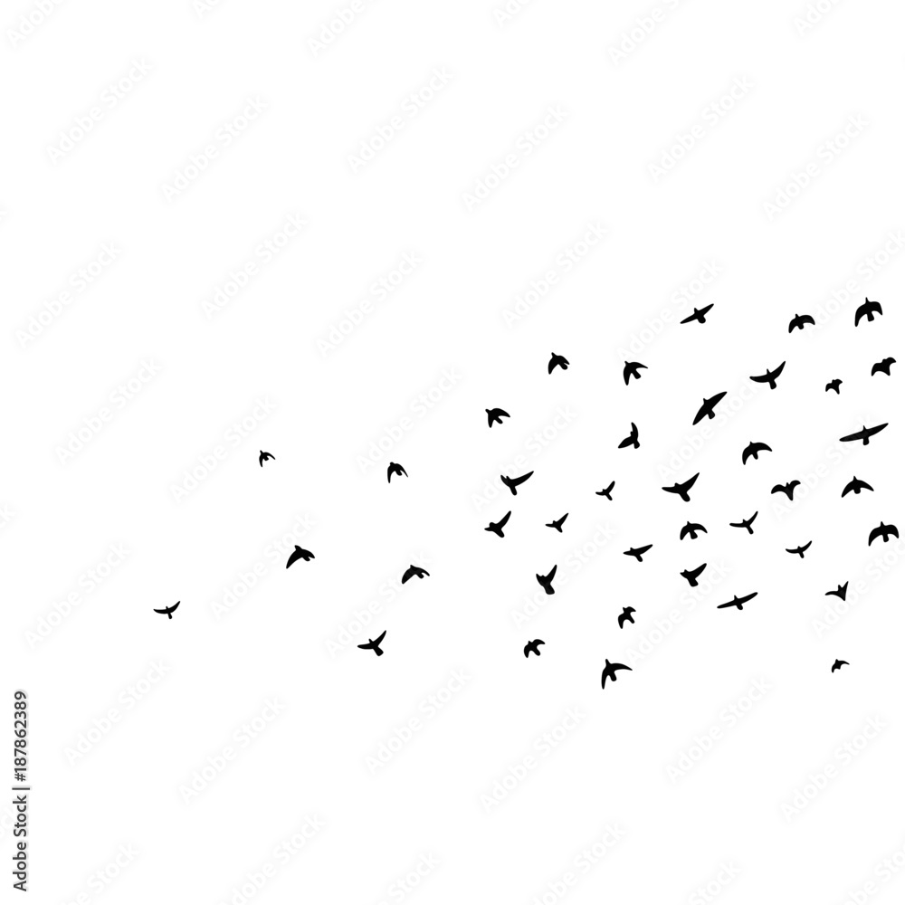 flock of flying birds vector illustration