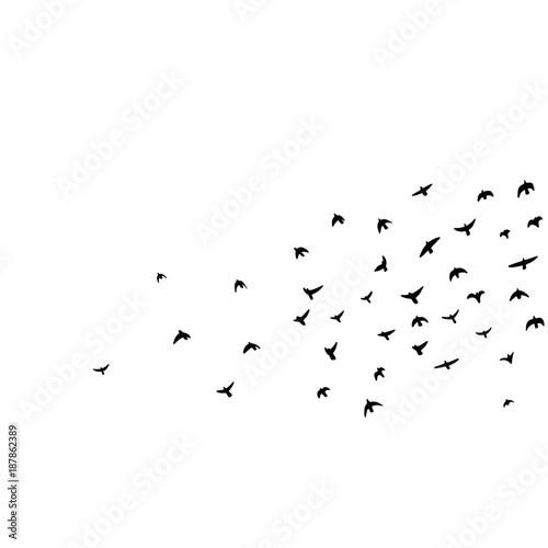 flock of flying birds vector illustration