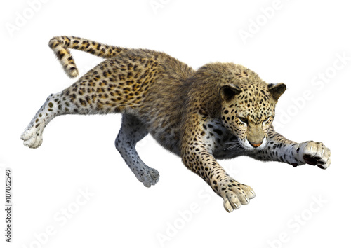 3D Rendering Big Cat Leopard on White