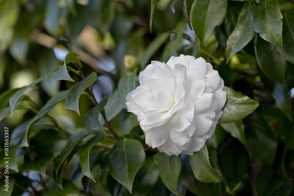 Closeup image of a white flower Camellia sasanqua
