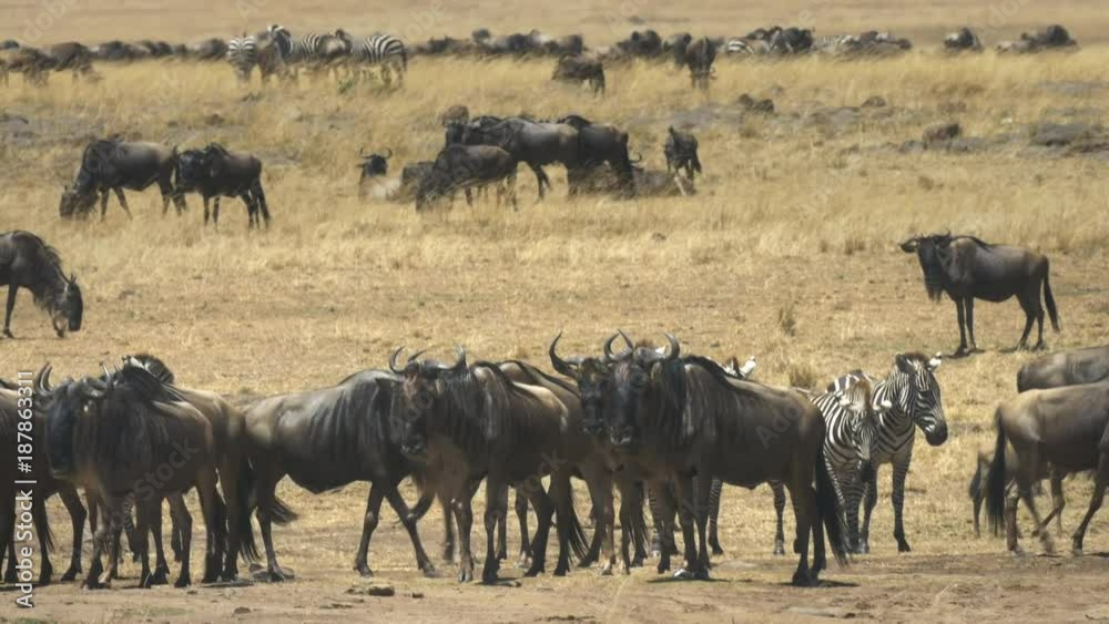 wildebeest herd gathering at the mara river in masai mara game reserve, kenya wildebeest herd gathering at the mara river in masai mara game reserve, kenya
