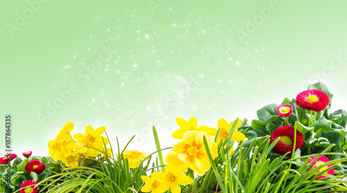 Fototapeta Naklejka Na Ścianę i Meble -  Frühlingswiese, Blumenwiese vor Bokeh Hintergrund hellgrün