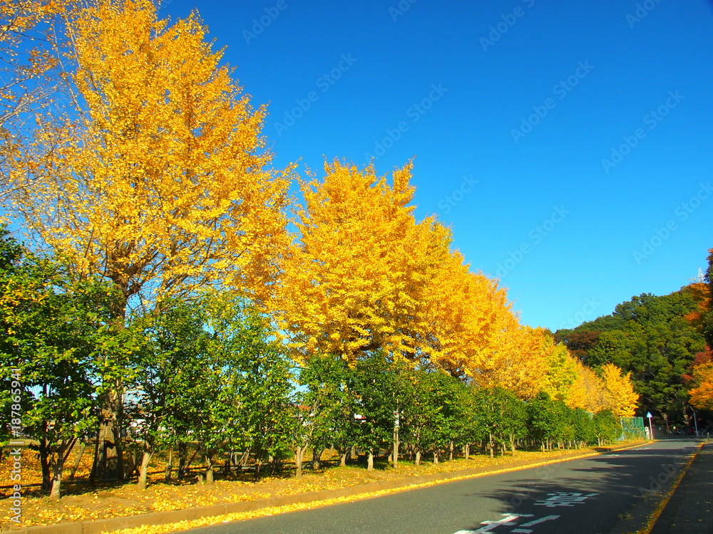 黄葉の銀杏並木のある風景