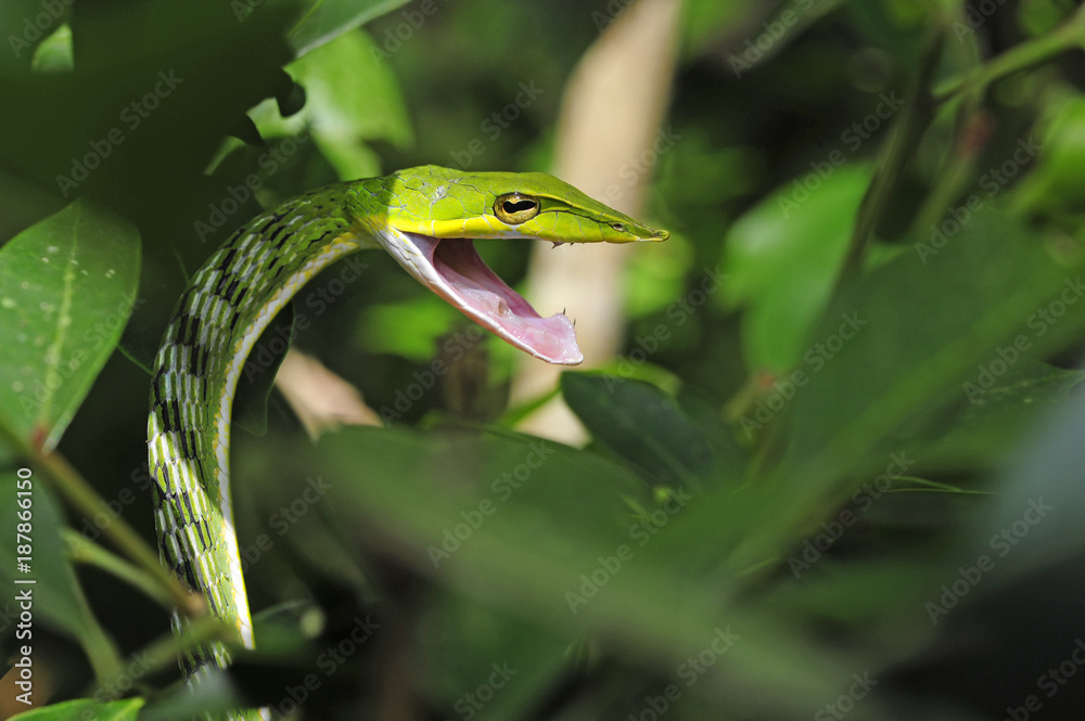 Fototapeta premium Baumschnüffler (Ahaetulla nasuta) - Green vine snake / Sri Lanka
