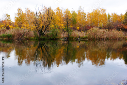 Line of yellow birches forest on the opposite side of the river bank with reeds along reflecting in water, cloudy autumn sky