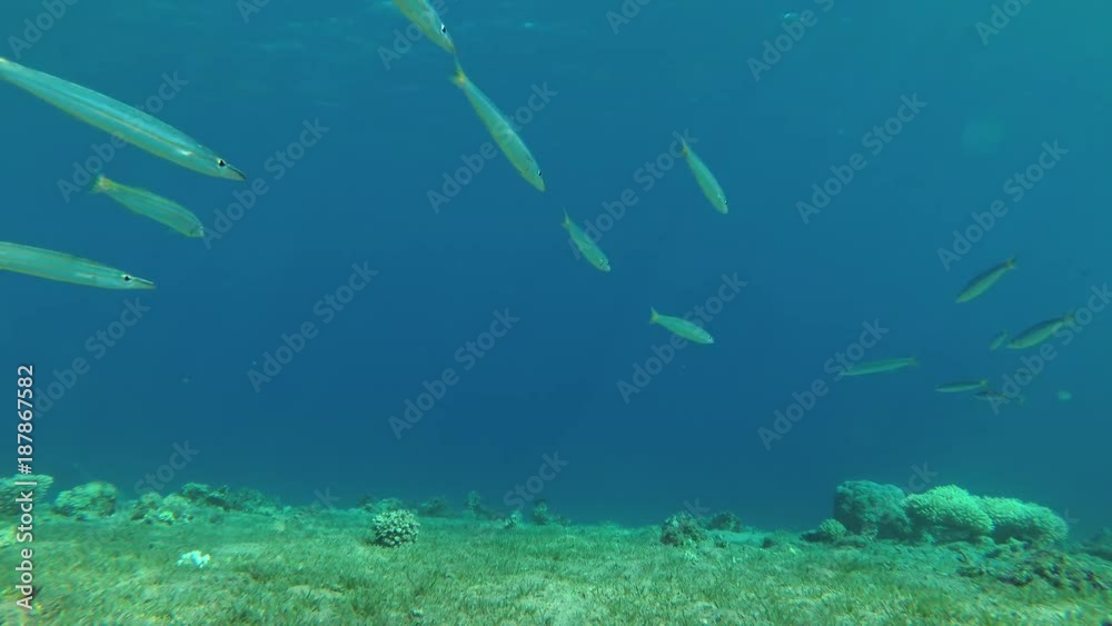 school of Yellow-tail Barracudas (Sphyraena flavicauda) swims over sea grass, Red sea, Dahab, Sinai Peninsula, Egypt
