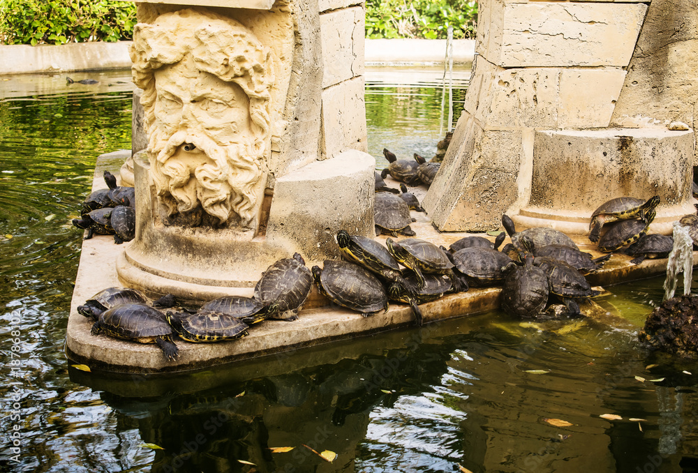 Creep of Tortoises Creep of Tortoises